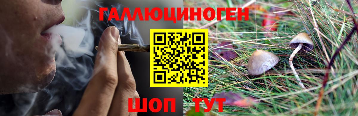 Псилоцибиновые грибы Psilocybine cubensis  наркота  Балаково  Псилоцибиновые грибы прущие грибы 